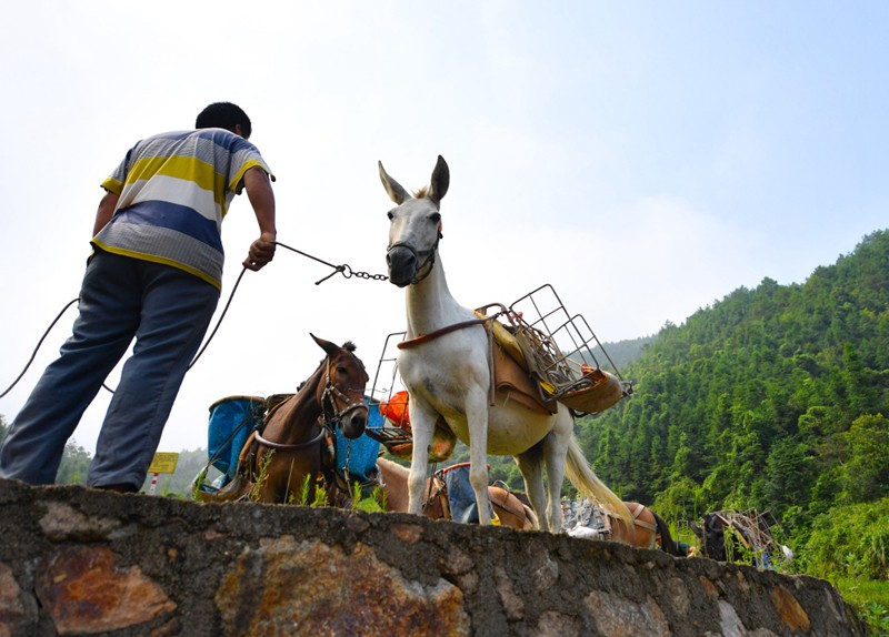 龙华区骡马运输